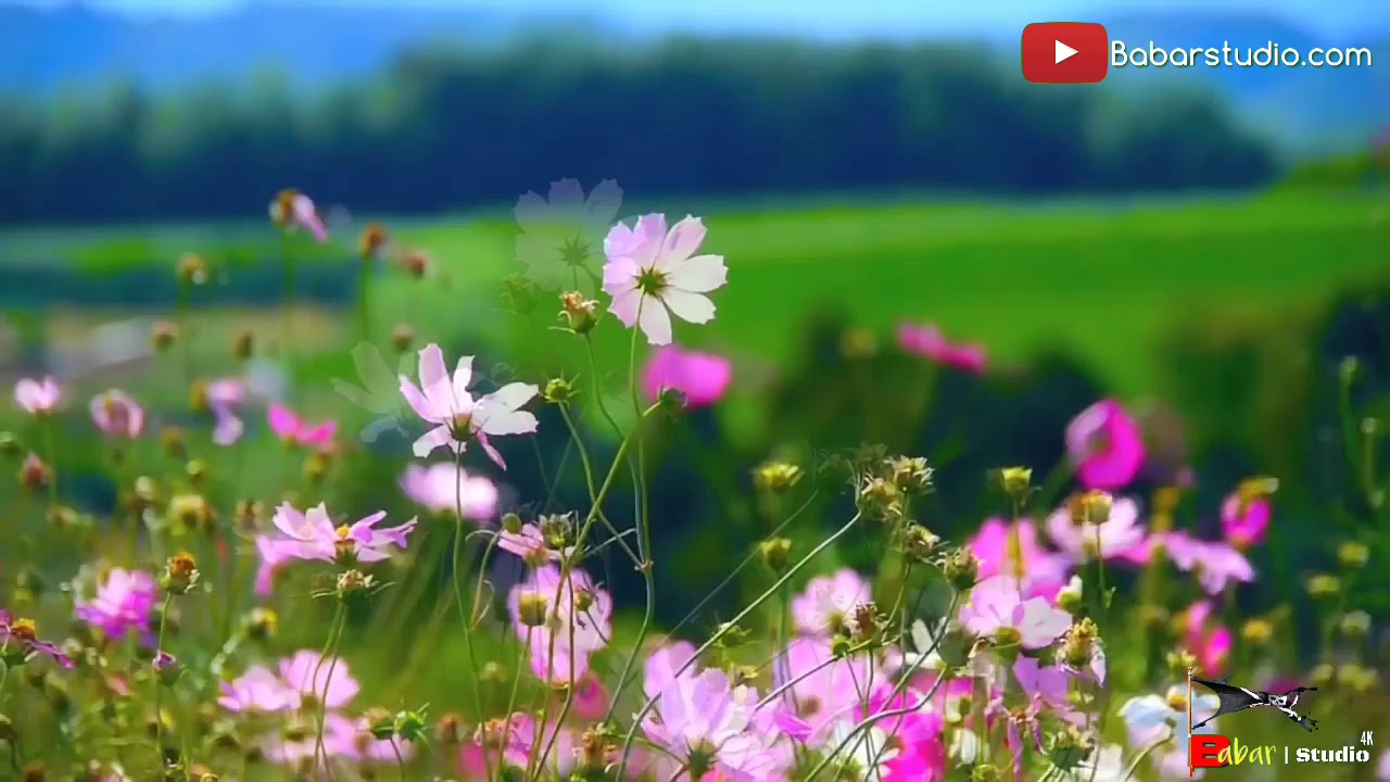 flower beauty YouTube