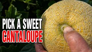 What the Grocery Store Won't Tell You About Picking a Ripe Cantaloupe