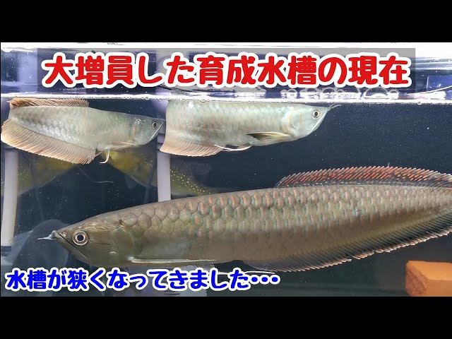 キクラsp 40cm アロワナ ダトニオ 古代魚