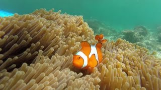 Snorkeling Mataking and Timba Timba island: Turtles and fish
