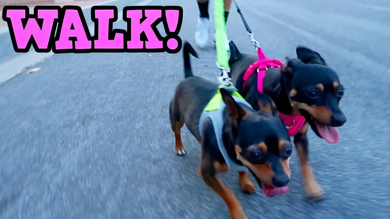 Luna & Rocky's Walk! - ChiPin (Miniature Pinscher/Chihuahua Mix) Dogs