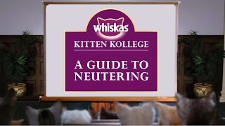 Kitten Neutering - A Guide To Neutering Kittens Kitten Kollege