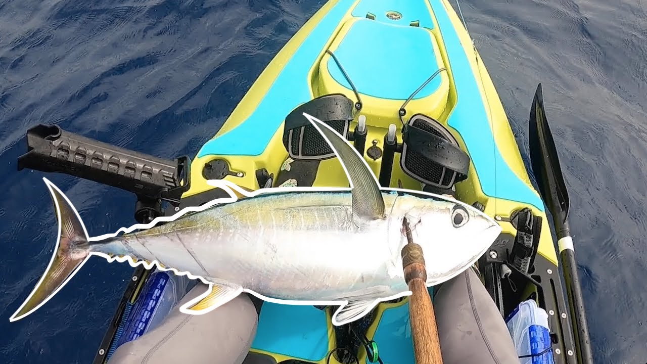 Kayak Fishing Hawaii Yellowfin Tuna (Shibi) YouTube