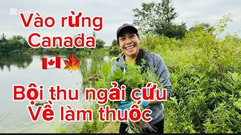 Ngải cứu rừng là vị thuốc thảo dược thiên nhiên  ban tặng  rất tốt cho cơ thể 🇨🇦🍁🥰