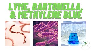 Lyme, Bartonella, and Methylene Blue Profile