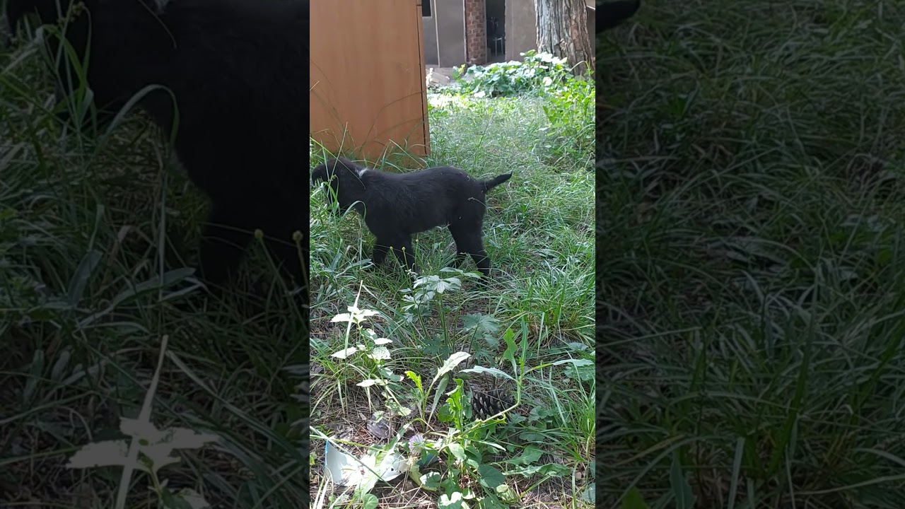 малин ки шины ки в Грузия 