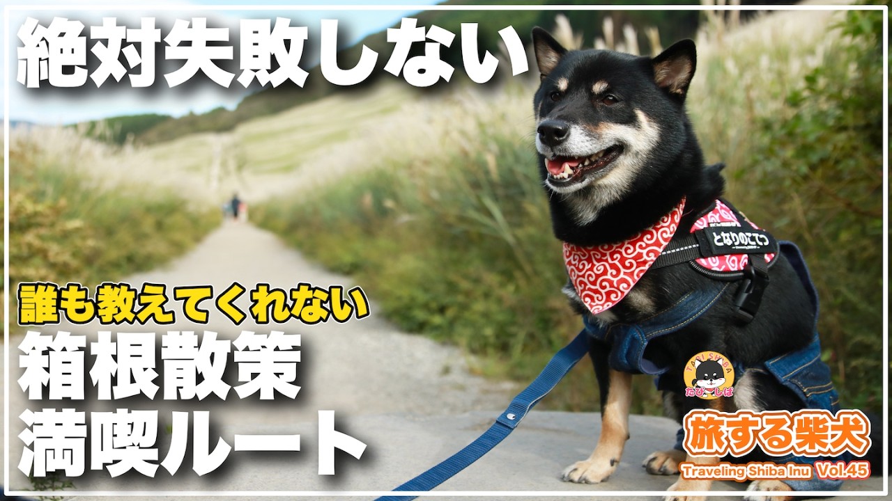 【箱根×愛犬とお出かけ】（秋冬旅+春旅）犬同伴で楽しめる芦ノ湖周辺箱根満喫ルート「箱根遊船・相原精肉店・銀の穂・ススキ草原」（旅する柴犬in神奈川）【絶対失敗しないシリーズ】