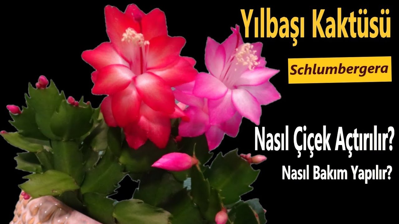 YILBAŞI KAKTÜSÜ ÇİÇEK AÇTIRMA - SCHLUMBERGERA Bakımı, Yılbaşı Çiçeği Çoğaltma - Neden Çiçek Açmaz?