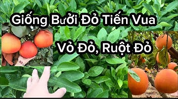 Giống Bưởi Đỏ Mới Lạ ( Vỏ Đỏ , Ruột Đỏ) , Bưởi Luận Văn, Tiến Vua Dễ Trồng Năng Suất Sai Quả