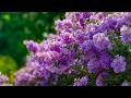 Beautiful Relaxing Peaceful Music🌺Healing Music For The Heart And Blood Vessels