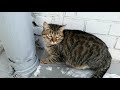 Уличная кошка устроила себе удивительное убежище от холода. Без кота и жизнь не та
