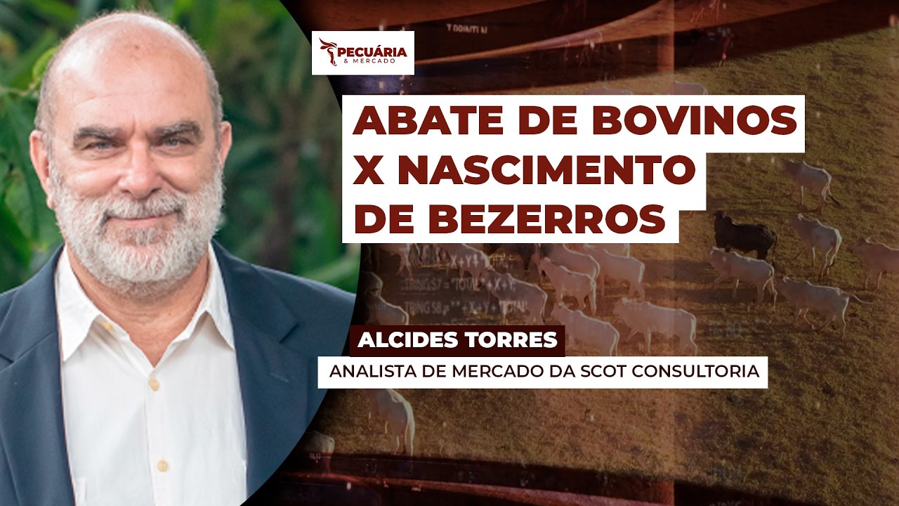 Pela primeira vez na história da pecuária abate de bovinos supera nascimento de bezerros...