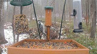 Morning feed: Jan 25, 2024  9:30AM - 10:00AM by Birdchill™ birdwatching cams 166 views 3 months ago 30 minutes