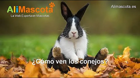 ¿Cómo ven el mundo los conejitos?