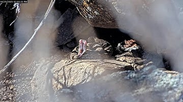 The Snakes are Sleeeeeeepy