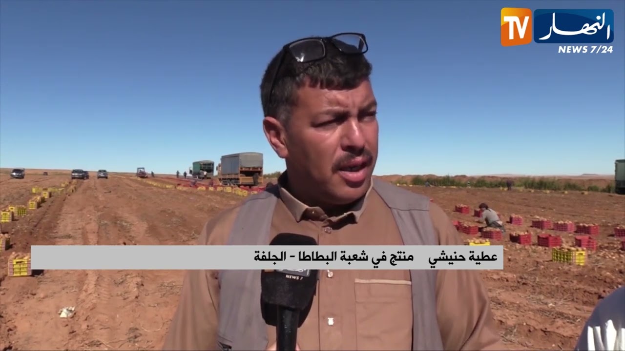 الجلفة: وفرة كبيرة في إنتاج البطاطا وتراجع في الأسعار.. ومطالب بالتسويق والتخزين