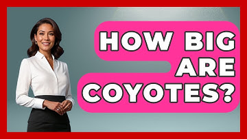 How Big Are Coyotes? - Exploring Campgrounds