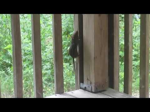 Man Witnesses Bluebird Attack Chipmunk On Porch - 1203771-1