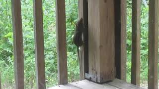 Man Witnesses Bluebird Attack Chipmunk On Porch - 1203771-1