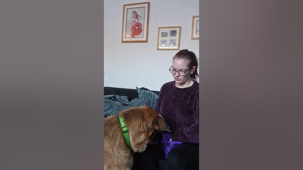 Chin rest dog training for cooperative care and grooming YouTube