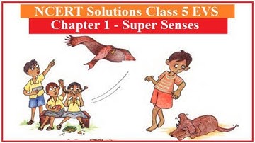 QUES. & ANS . Solution "SUPER SENSES" class 5 EVS chapter 1