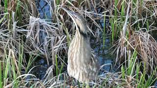 American Bittern captured by DJI Mavic 3 drone