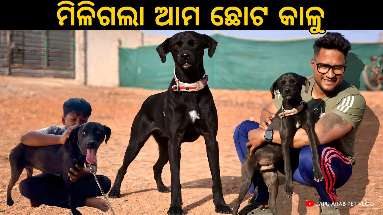 ମିଳିଗଲା ଆମ ଛୋଟ କାଳୁ 😍|| ଦୌଡେଇ ଦୌଡେଇ କଲା ନାକେ ଦମ😔