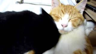 Cats 茶と黒 Video clip by Panasonic LUMIX DMC-FZ38 AVCHD 20091211