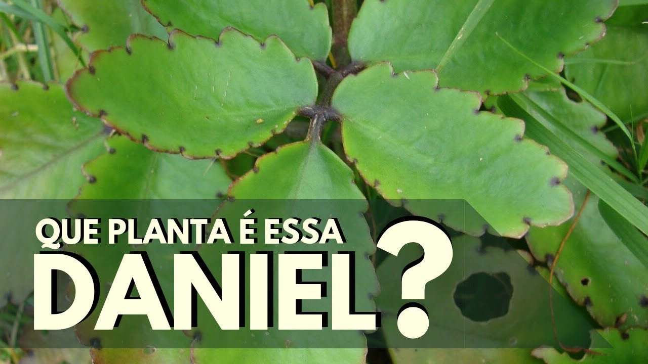 Que planta é essa , Daniel? SAIÃO
