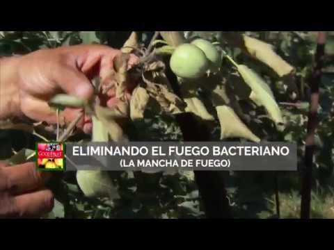 Video: Moniliosis En Manzanas