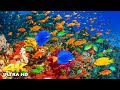 🌊 4K Stunning Underwater Wonders of the Red Sea + Relaxing Music - Coral Reefs &amp; Colorful Sea Life