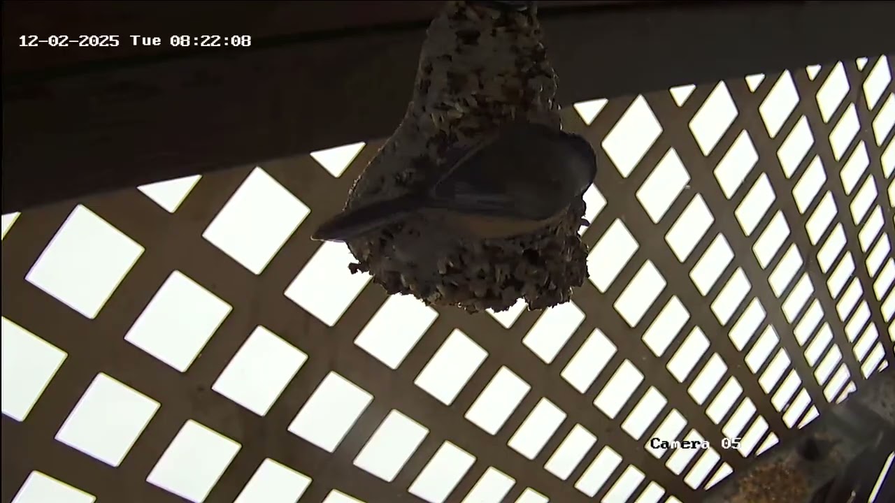 Bird Watching in Vermont 12 10 25