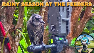 Bird Feeders At The F Course 030B - June 2024