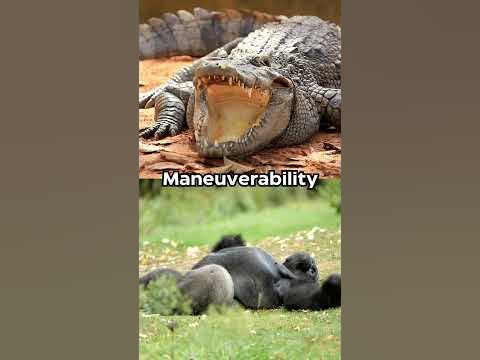 CROCODILE VS GORILLA - YouTube