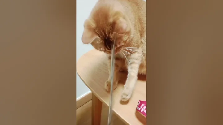 Video 5740591: funny pets britishlonghair, britishlonghair cat