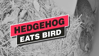 Wild Hedgehog eats live Bird - Graphic Video Warning! (documentation of wild hedgehogs)
