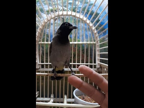 بلبل لبناني كيوت كلش كلش