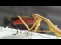 Praying mantis eating a stinky bug.