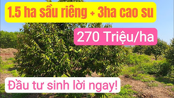 Vườn sầu riêng đẹp, đất đỏ bazan đầu tư bất động sản đất rẫy giá rẻ