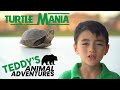 Turtle Mania!