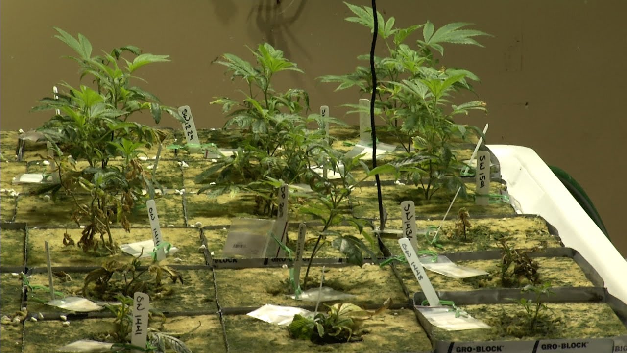 Questions Over Marijuana Policy in Trump Administration