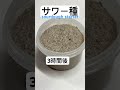 【サワー種🥰】 #サワー種 #サワードウ #サワードゥーブレッド #sourdoughstarter #sourdough #天国旅行 #theyellowmonkey #イエモン