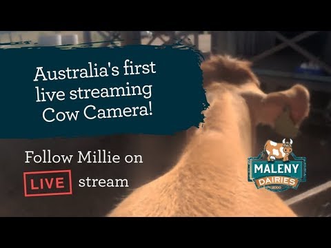 world-first-live-streaming-cow-vision.