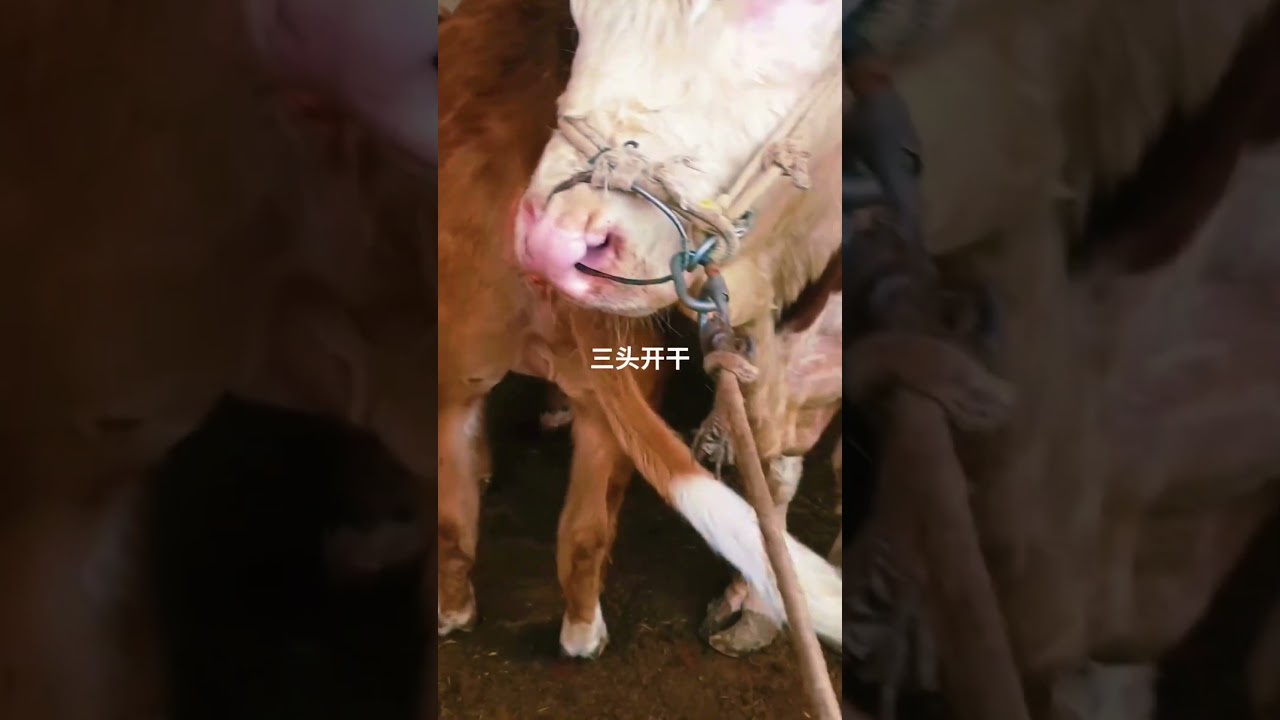 Veterinary staff, improved cows, improved cows 1141