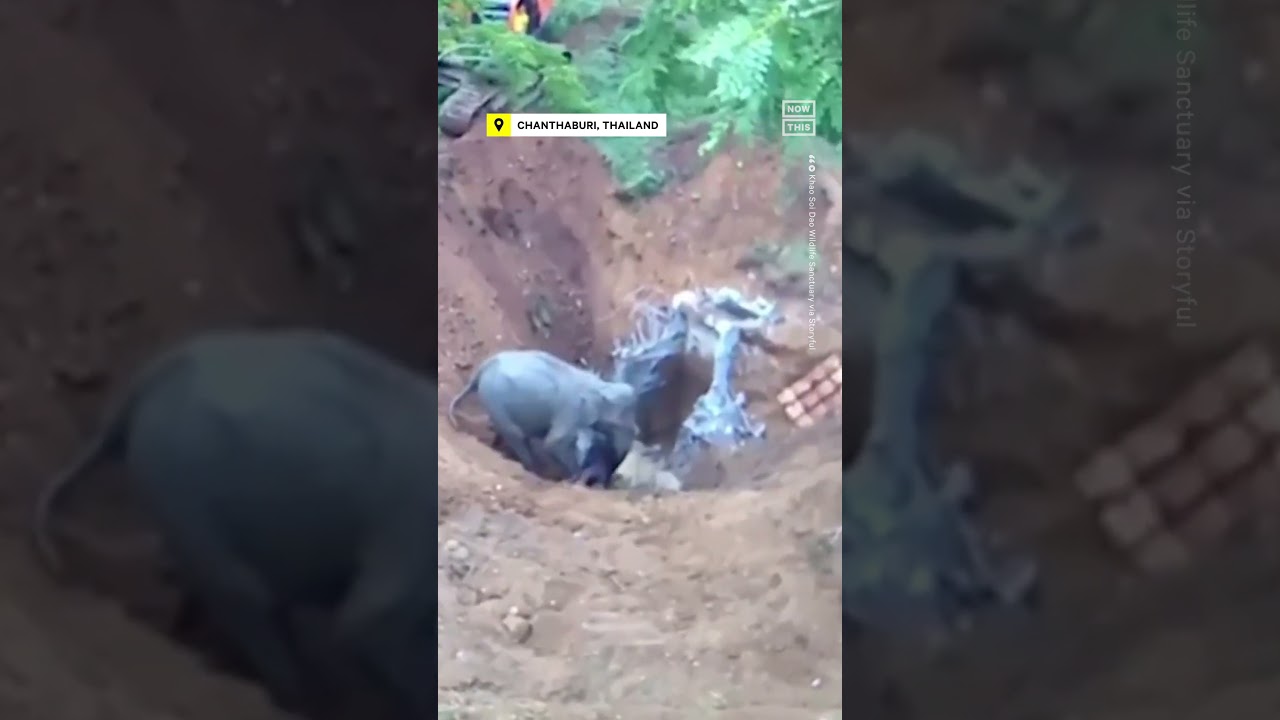 Thai baby elephant gets life-saving care after trap and shooting ordeal