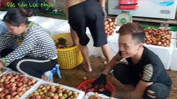 Vải thiều Lục Ngạn được đóng xốp trước khi xuất khẩu sang Trung Quốc