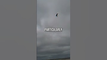 US Military Developing Killer Drone Swarms