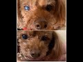 Lifewave Patch therapy in action -real testimonial