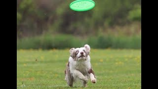 UpDog - 4 Way Play