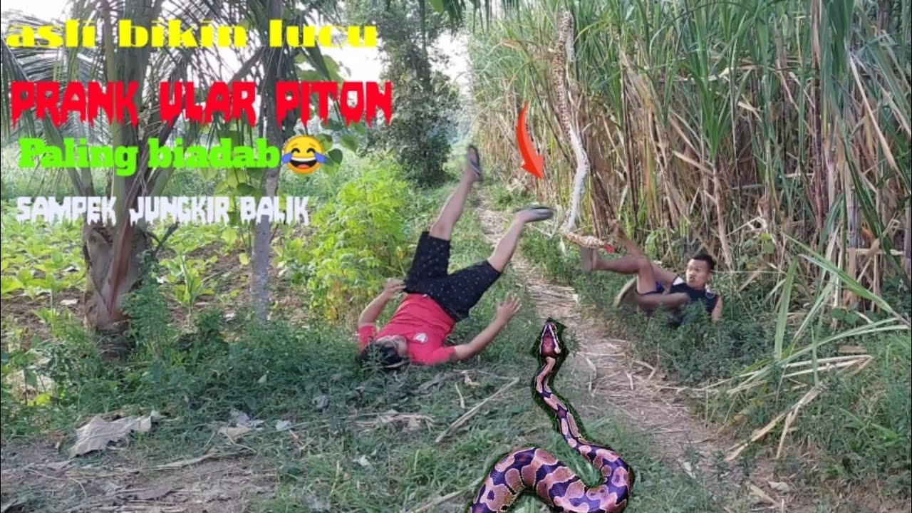 prank-ular-piton-paling-biadab-asli-lucu-bikin-ngakak-sampek